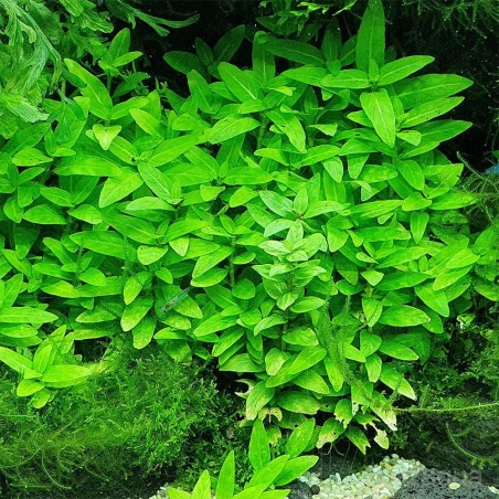 Staurogyne repens