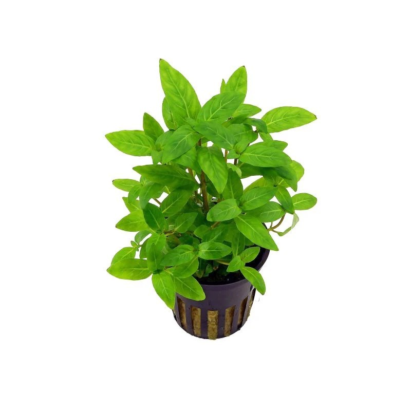 Staurogyne repens