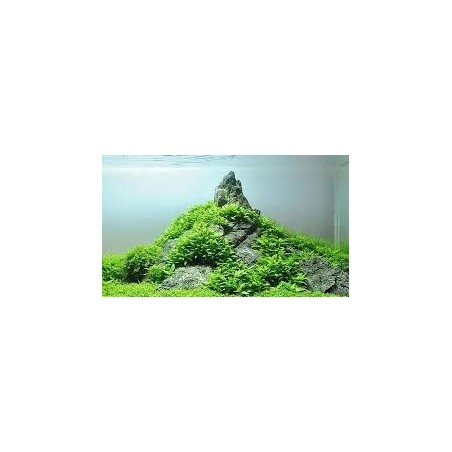 Staurogyne repens