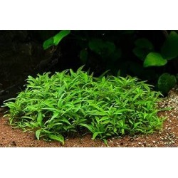 Staurogyne sp. porto velho
