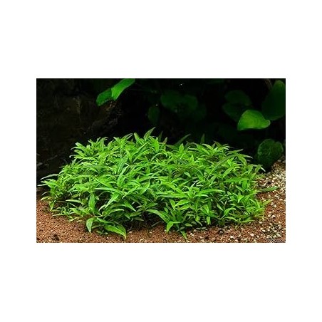 Staurogyne sp. porto velho