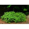 Staurogyne sp. porto velho