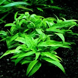 Staurogyne sp. porto velho