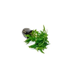 Staurogyne sp. porto velho