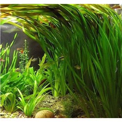 Vallisneria gigantea