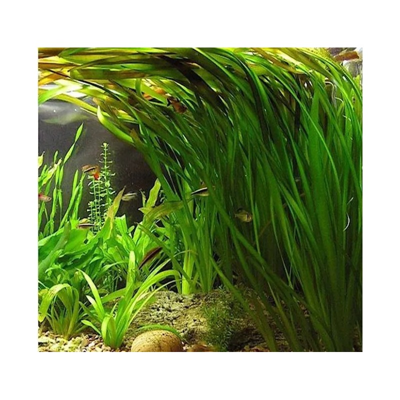 Vallisneria gigantea