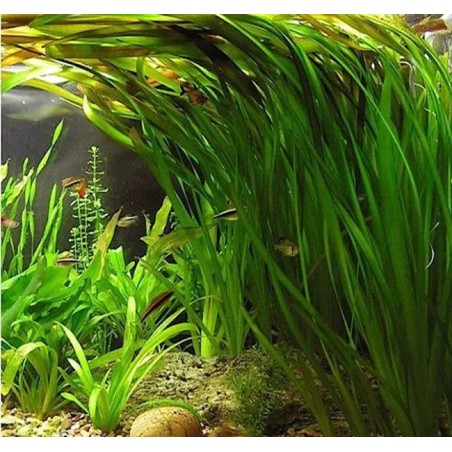 Vallisneria gigantea