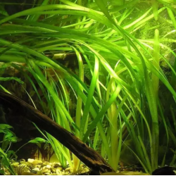 Vallisneria gigantea