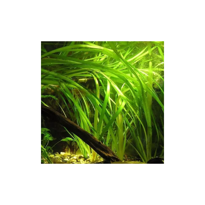 Vallisneria gigantea