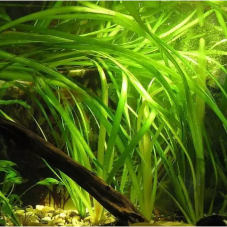 Vallisneria gigantea