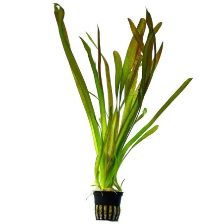 Vallisneria gigantea