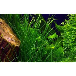 Vallisneria nana