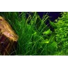 Vallisneria nana