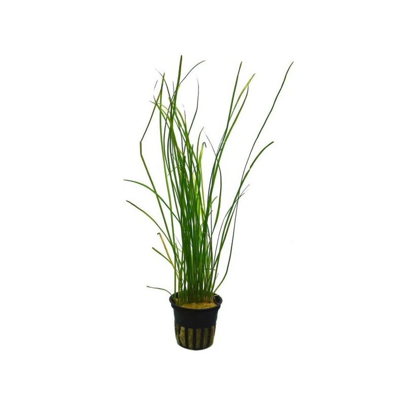 Vallisneria nana