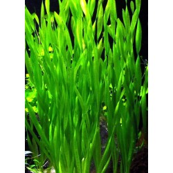 Vallisneria spiralis