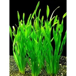Vallisneria spiralis