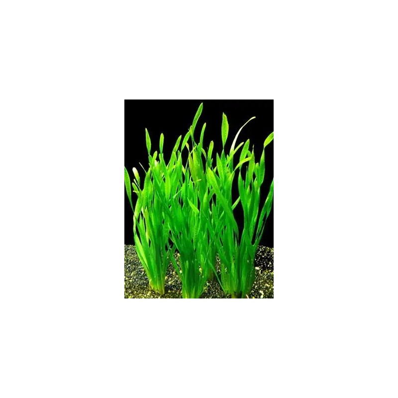 Vallisneria spiralis