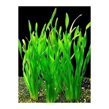 Vallisneria spiralis