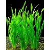 Vallisneria spiralis