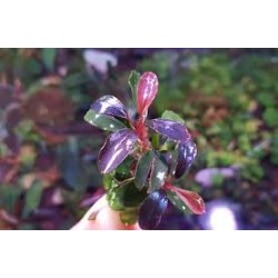 bucephalandra red asmarani