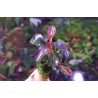 bucephalandra red asmarani