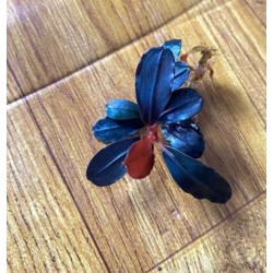 Bucephalandra blu metallic
