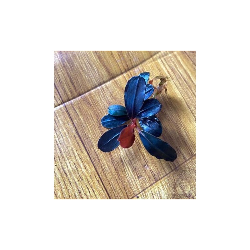Bucephalandra blu metallic Bucephalandra blu metallic