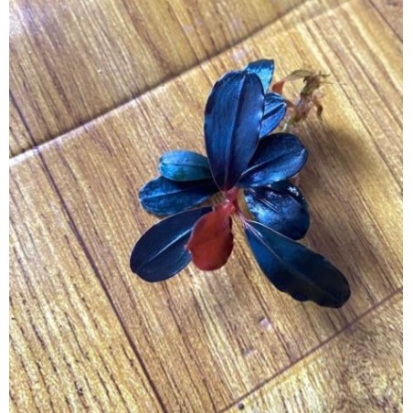 Bucephalandra blu metallic
