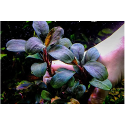 Bucephalandra red saanggau