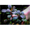 Bucephalandra red saanggau