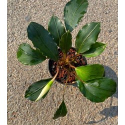 Bucephalandra red saanggau