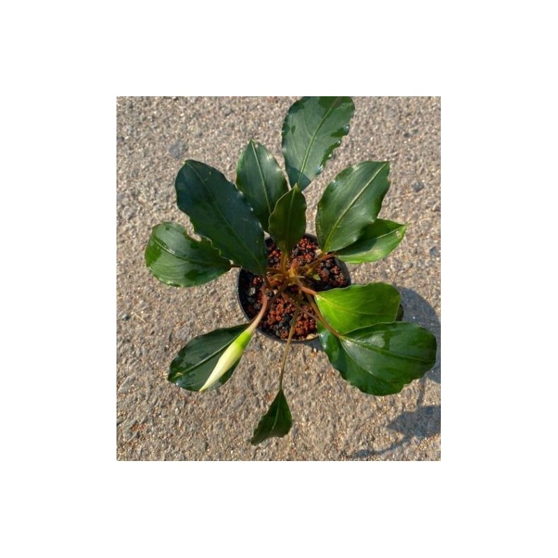 Bucephalandra red saanggau