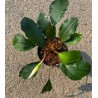 Bucephalandra red saanggau