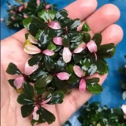 Bucephalandra  black pink variegata