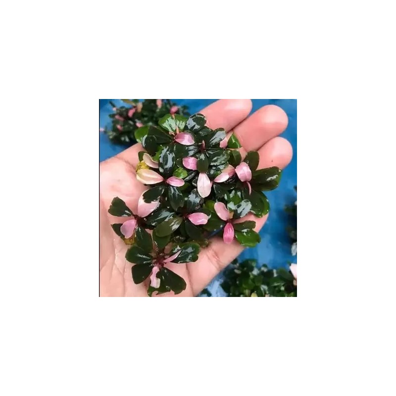 Bucephalandra black pink variegata Bucephalandra black pink variegata