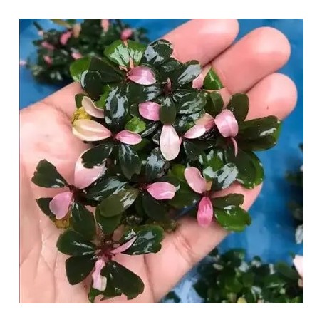 Bucephalandra  black pink variegata