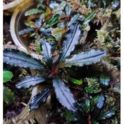 Bucephalandra ghodzilla