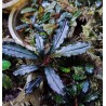 Bucephalandra ghodzilla
