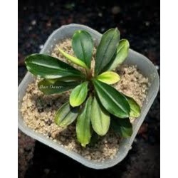 Bucephalandra kapit