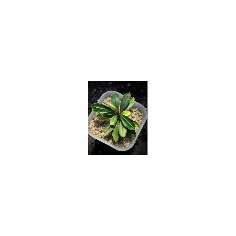Bucephalandra kapit Bucephalandra kapit