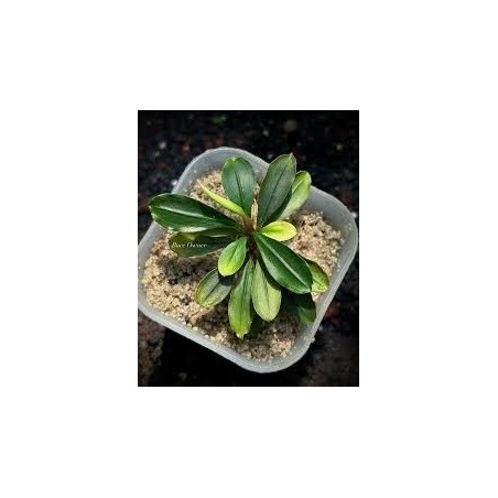 Bucephalandra kapit