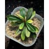 Bucephalandra kapit