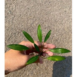 Bucephalandra big arridarum juputer