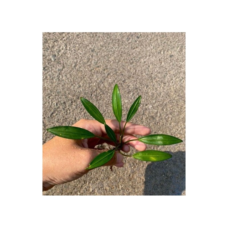 Bucephalandra big arridarum juputer Bucephalandra big arridarum juputer