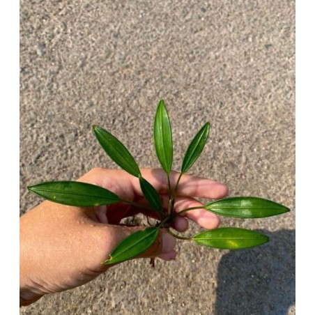 Bucephalandra big arridarum juputer