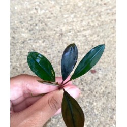 Bucephalandra sweet maharani