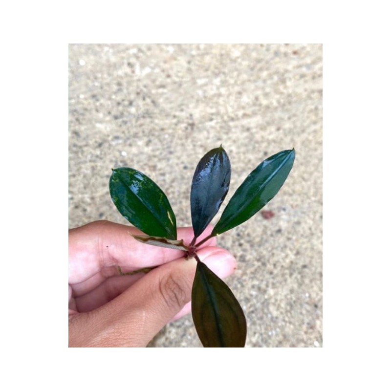 Bucephalandra sweet maharani Bucephalandra sweet maharani