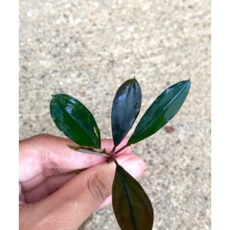 Bucephalandra sweet maharani