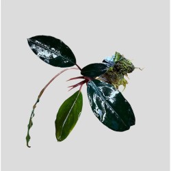 Bucephalandra sweet maharani