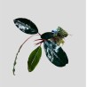 Bucephalandra sweet maharani